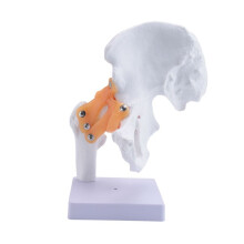 Anatomia 'Anca Anatomica un Grandezza Naturale Modello Scheletro Umano Anatomia Esercizio Osso Ortopedico Dolore Risorse per L'Insegnamento