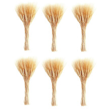 Dried Wheat Stalks, 600 Stems Wheat Sheaves for Decorating Wedding Table Home Kitchen (15.7 Inches)