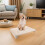 Nonskid Hondentrainingsbord Lichtbruin Training Agility 6