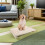 Nonskid Hondentrainingsbord Lichtbruin Training Agility 7