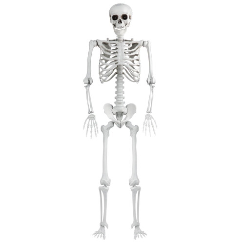 165cm Plastic Halloween Skeleton with Movable Joints