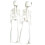 Schelet decorativ realist de 40 cm, din plastic PE 7