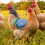 Chicken Saddle Apron Blue Waterproof with Elastic Straps 4