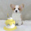 Multifunctional Pet Feeding Bowl For Cats With Cake Design 6