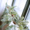Pinecone Light String, Christmas Decorative Garland, Battery Operated, with Timer Function, for Indoor Outdoor Decor, LED Pinecone Lights | Green 6