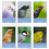 Bird Cage Feeder Transparent Plastic Easy to Install and 4