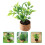 4 stuks mini potted plants kunstmatig, house decor, 100% polyester 11