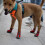 Dog Boots Non-Slip Breathable Soft Sole Adjustable 4 Pack 5