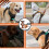Adjustable No Pull Dog Harness with 5ft Leash for Pets (Orange) 6