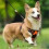 Adjustable No Pull Dog Harness with 5ft Leash for Pets (Orange) 7
