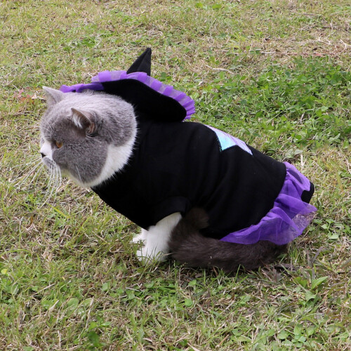 Μαγικό καπέλο για κατοικίδια Halloween Cosplay Hoodie Αστεία ρούχα Ρούχα Φεστιβάλ Κοστούμι 2