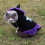 Μαγικό καπέλο για κατοικίδια Halloween Cosplay Hoodie Αστεία ρούχα Ρούχα Φεστιβάλ Κοστούμι 4