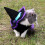 Μαγικό καπέλο για κατοικίδια Halloween Cosplay Hoodie Αστεία ρούχα Ρούχα Φεστιβάλ Κοστούμι 6