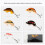 5 Stück Angelköder, künstliche Wobbler, Crankbaits, Angelköder, Angelwerkzeuge 6