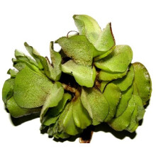 M?hlan Aquatic Plants 5 pcs Salvina natans for pond, floating plant against algae