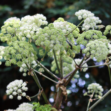 Angelica Common - 1 Plant - Garden Kitchen Herb for Cooking Planters Pot