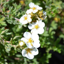 Potentilla 'Bella Bianca' Hachbianca Deciduous Hardy Plant| 9cm