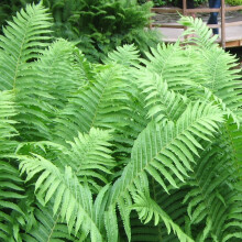 GardenersDream Matteuccia struthiopteris 'Ostrich Fern' Plant in Pot ? Garden-Ready Potted Perennial Deciduous Plant ? Colourful Outdoor Plant for