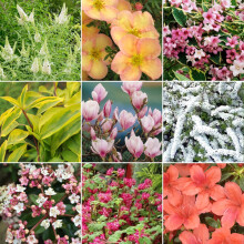 GardenersDream 5 x Mixed Deciduous Plants in Pots - Outdoor Garden Ready Hardy Shrubs - All Year Round Flowering Shrubs for Gardens, and Borders -