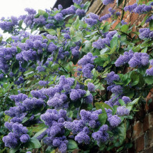 Ceanothus 'Trewithen Blue' California Lilac Evergreen Flowering Shrub | 9cm Pot