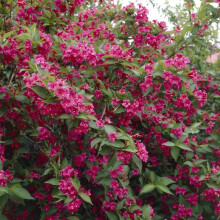Weigela 'Bristol Ruby' Deciduous Hardy Compact Garden Shrub Plant | 9cm Pot