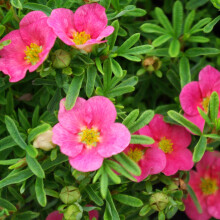 Potentilla 'Bellissima' Hachbianca Deciduous Hardy Plant | 9cm