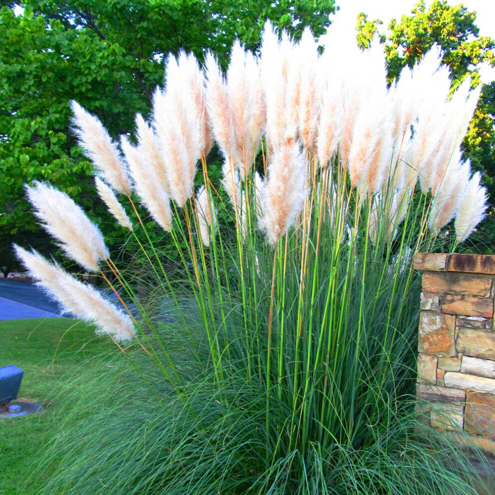 Gardenersdream Alba Cortaderia Selloana Pampas Grass - Pumila Tall Feathery Decorative Ornamental Grass - Evergreen Outdoor Plant For Garden White