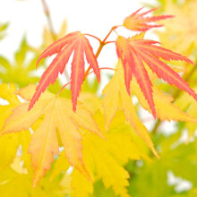 Acer palmatum Orange Dream, Japanese Maple, Hardy Tree, Ideal for Garden Or Containers, 1 x Plant in 3-Litre Pot by Suttons