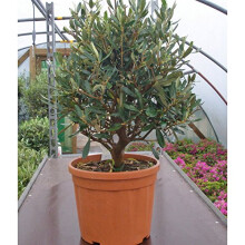 Olea europaea / Olive Tree Bush : 1.5L Pot : 20-30cm High (exc pot)