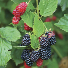 YouGarden Pair of Thornless BlackBerry Plants, Established BlackBerry Plants in 2L Pots, Ready to Plant Fruit Bushes, Grow in Pots, Containers, or