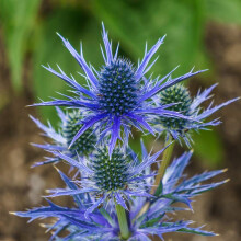You Garden - 1 x Sea Holly Eryngium planum 'Blue Hobbit' in a 9cm Pot - Blue Coastal Plants for Gardens Hardy Wind Resistant Plants in Pots - Perfect