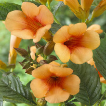 YouGarden Campsis 'Madame Galen' Orange Trumpet, Established 60cm Tall Hardy Climbing Plant in 1.5 Litre Pot, for Gardens and Trellises, Climbing