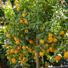 YouGarden Citrus 'Panama Orange' Tree in 7/9cm Pot, Ready to Plant Orange Tree for Pots, Planters and in The Ground, Grow Your Own Fruit