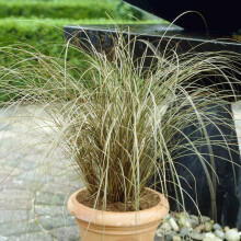 YouGarden Carex buchananii, Ornamental Grass with Evergreen Foliage, Hardy Perennial, 9cm Potted, Great for Pots and Borders, Low Maintenance