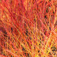 Bloodtwig Dogwood Cornus sanguinea 'Anny's Winter Orange' in a 3L Pot