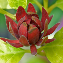 Sweetshrub Calycanthus Floridus Plants Hardy Outdoor Garden Shrubs Red Flowers Easy to Grow Your Own for Patio Pots and Border 1 x Carolina Allspice