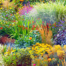 Perennial Border Collection Mix of Seasonal Hardy Cottage Garden Plants that are Quick to Establish Instant Impact, Ideal for Borders, Pots &