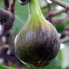 Fig Garden Fruit Tree Patio Plant Hardy Shrub, Self-Fertile Variety Producing Heavy Crops of Sweet Juicy Figs 1 x 9cm Ficus Carica Brown Turkey by