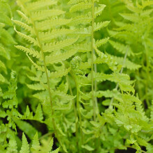 Shuttlecock Fern Outdoor Hardy Perennials Plant Shade Loving Potted Fern for Borders & Woodland Gardens 1 x Shuttlecock in 9cm Pot by Thompson &