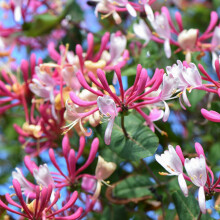 Thompson & Morgan Hardy Perennial Honeysuckle ?Belgica? Deciduous Early Flowering Shrub, Potted Garden Plants Ideal for Cottage Gardens, Patio and