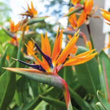 Perennial Tropic Exotic Blooms Bright Summer Strelitzia Exotic Bird of Paradise House Plant Half- Hardy Perennial Flowering House Plants Grow Your Own