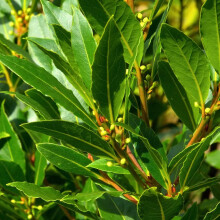 Thompson & Morgan Hardy Bay Tree Laurus Nobilis Standard Evergreen Foliage Aromatic Edible Leaves Attractive to Pollinators, Ideal for Patios &