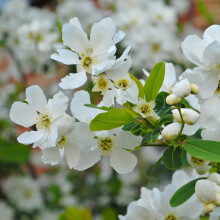 Thompson & Morgan Hardy Perennial Shrub, Exochorda ?The Bride?, Pearl Bush, Potted Garden Plants Ideal for Cottage Gardens, Patio and Containers (9cm