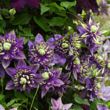 Clematis Plants Outdoor Garden ?Taiga? Clematis Florida Old Man?s Beard Hardy Shrub Exotic Blooms Climbing Plant for Wall/Fence/Trellis Easy to Grow