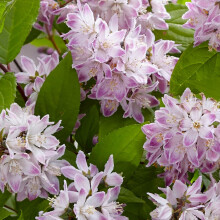 Deutzia Hardy Shrub, Gardens & Patios, Scented Garden, Specimen Plant, Cottage Garden, Low Maintenance Garden, 1 x 9cm Deutzia Raspberry Sundae Potted