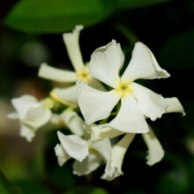 Star Jasmine Hardy Shrub Beautiful Pure White Star-Shaped Flowers Aromatic Scent Glossy Dark Green Foliage Trachelospermum Jasminoides 1 x 9cm Pot by