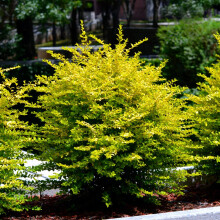 Ligustrum sinense 'Sunshine' Perfect for Creating Hedging Hardy Shrub Garden Plant Evergreen Foliage Compact and Bushy, 3X 9cm Ligustrum sinense