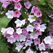 Weigela Potted Hardy Plant, Shrubs, Spring Flowering, Gardens & Outdoors, Low Maintenance, 2X Weigela Towers of Flowers Apple Blossom Plant in a 9cm