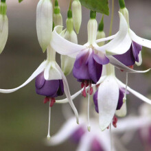 Hardy Shrub, Fuchsia Delta Sarah 1x 9cm Pot by Thompson and Morgan. (1)