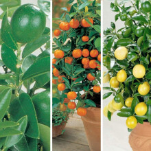 Citrus Fruit Tree Trio House Plants Grow Your Own Orange and Lemon Plants with Edible Fruit, Patio Plant for Home, Office & Conservatory 3 x 9cm Pots